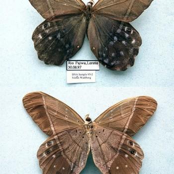 Pierella lamia