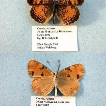 Phyciodes cocyta