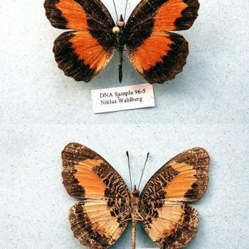 Vanessula milca