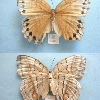 Stichophthalma howqua