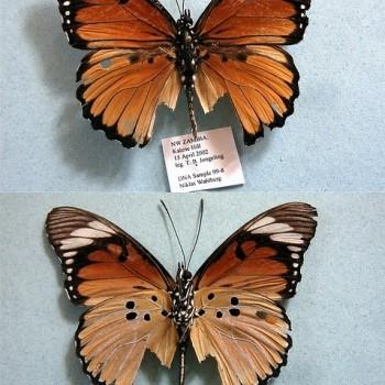 Pseudacraea poggei