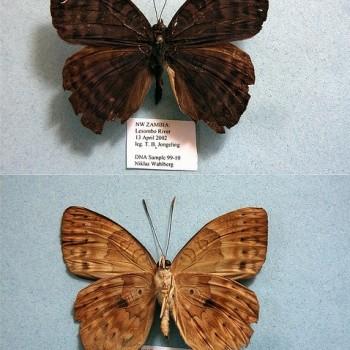 Euriphene tadema
