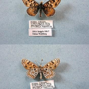 Melitaea romanovi