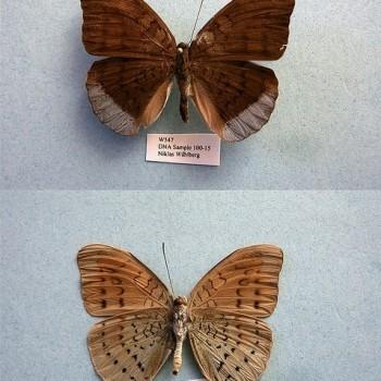 Tanaecia julii