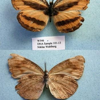 Pantoporia sandaka