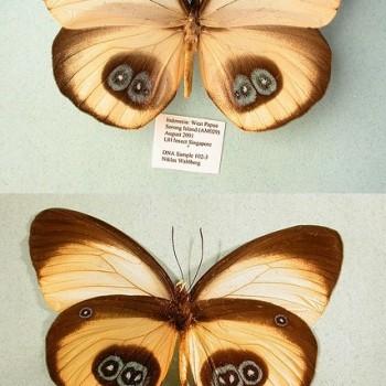 Taenaris bioculatus
