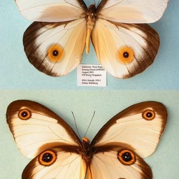 Hyantis hodeva