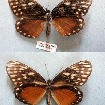 Eresia sticta