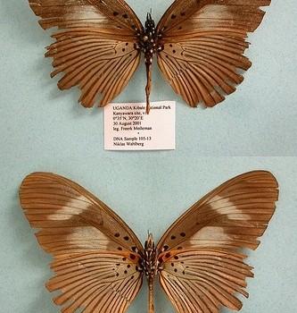 Pseudacraea eurytus
