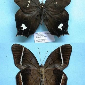 Antirrhea philoctetes
