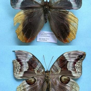 Catoblepia orgetorix