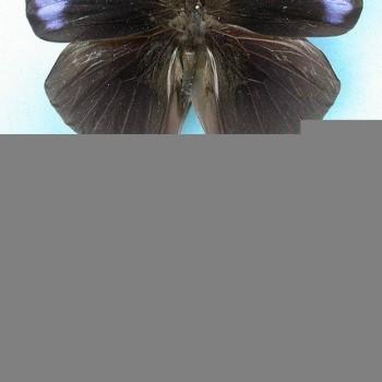 Amathuxidia amythaon
