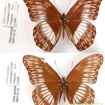 Zethera pimplea
