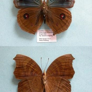 Junonia artaxia