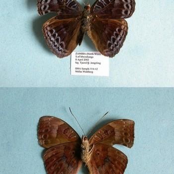 Euriphene iris