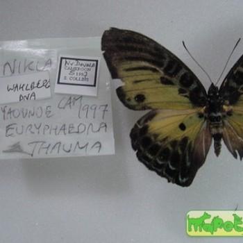 Euryphaedra thauma