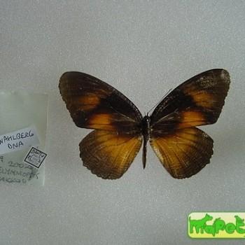 Elymnias bammakoo