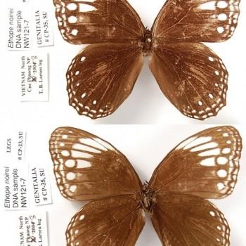 Ethope noirei