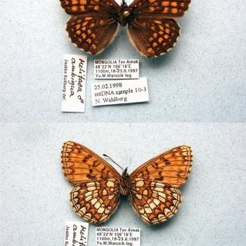 Melitaea ambigua