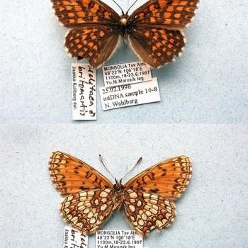 melitaea britomartis