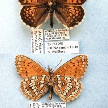 Melitaea arcesia