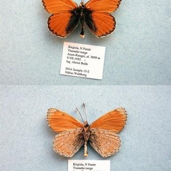 melitaea gina