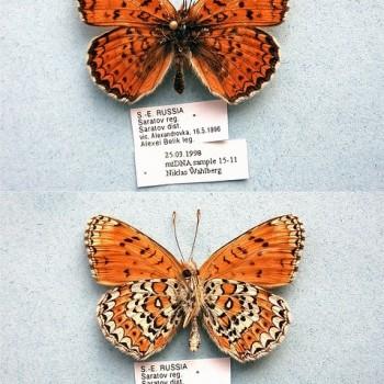 melitaea arduinna