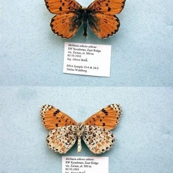 melitaea athene