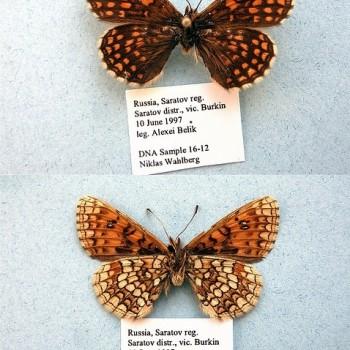 melitaea aurelia