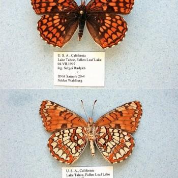 Chlosyne palla