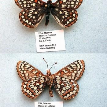 Euphydryas anicia