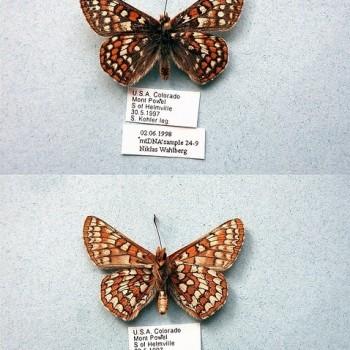 Euphydryas editha
