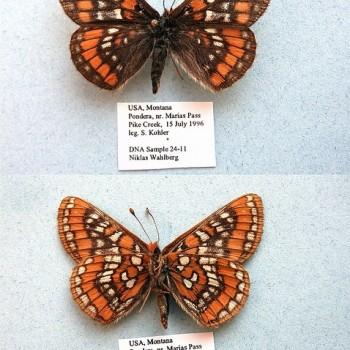 Euphydryas gillettii