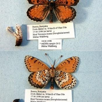 Melitaea didymoides