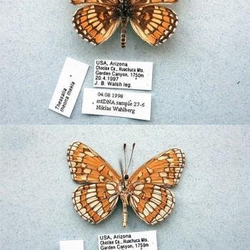 Chlosyne theona