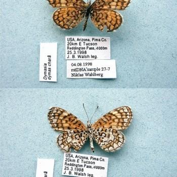 Dymasia dymas