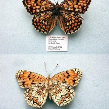 Melitaea scotosia