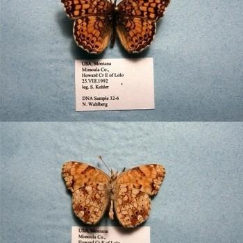 Phyciodes mylitta