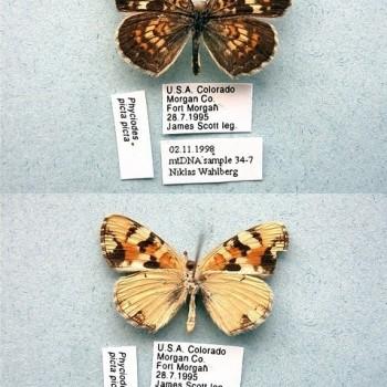 Phyciodes picta