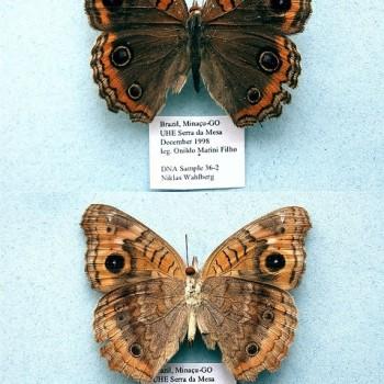 Junonia evarete