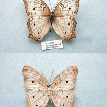 Anartia jatrophae