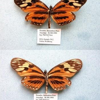 Eresia pelonia