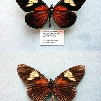 Castilia perilla