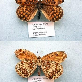 Melitaea protomedia