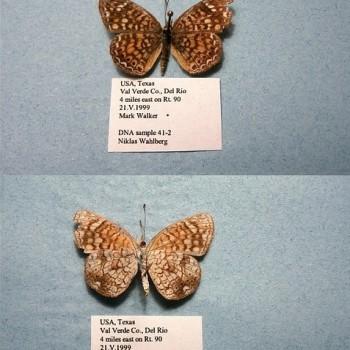 Phyciodes graphica
