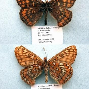 Euphydryas intermedia