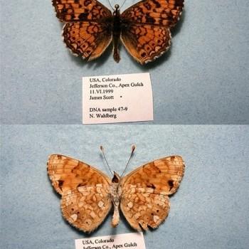 Phyciodes pallida