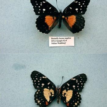 Chlosyne lacinia