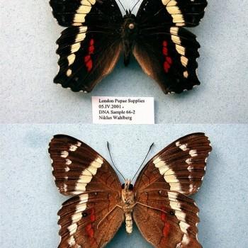 Anartia fatima