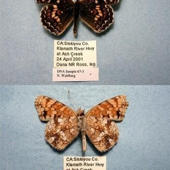 Phyciodes orseis